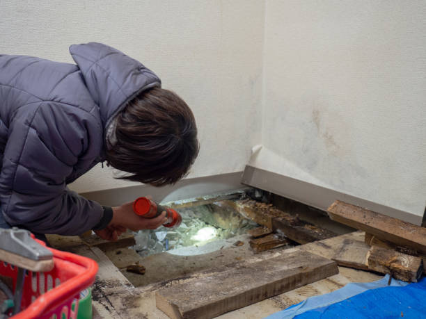 Best Environmental Consulting for Mold Prevention  in Shawneetown, IL